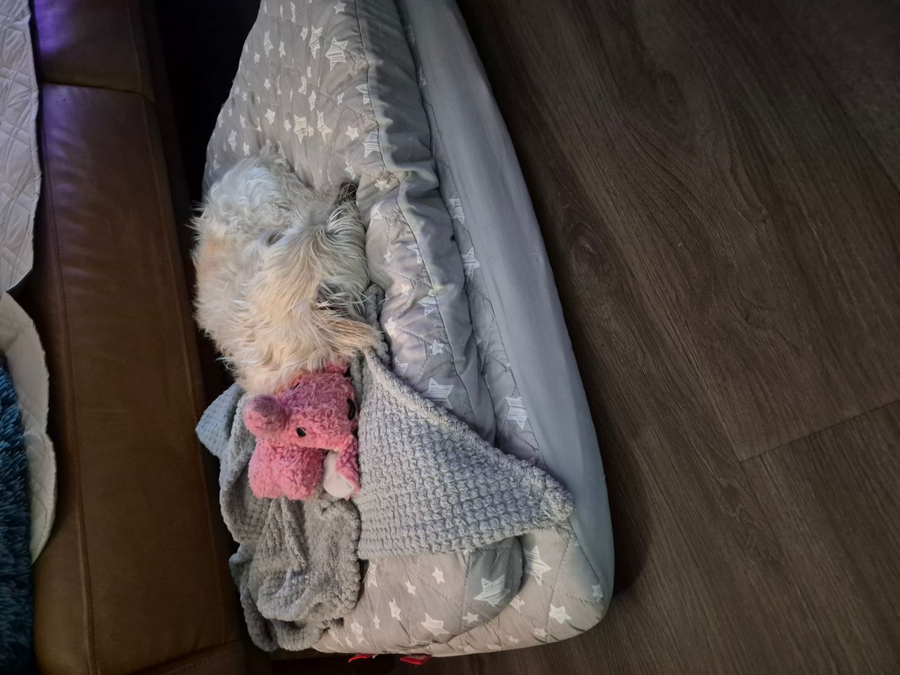 Pet travel photo 6