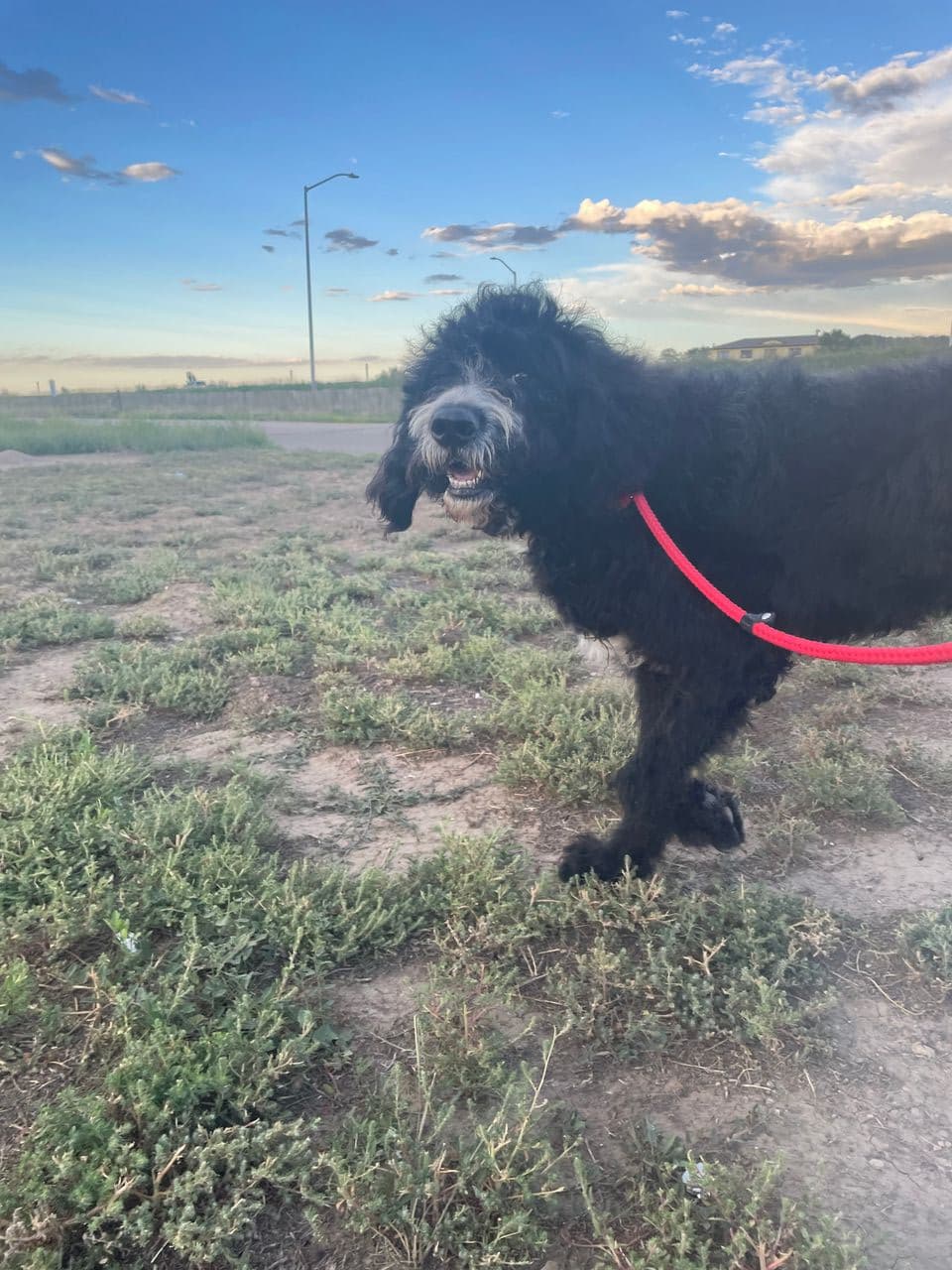 Pet travel photo 5
