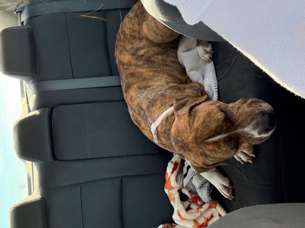 Pet travel photo 2
