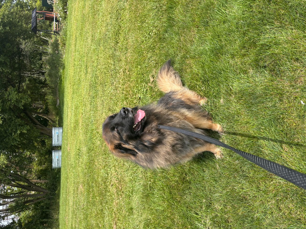 Pet travel photo 5
