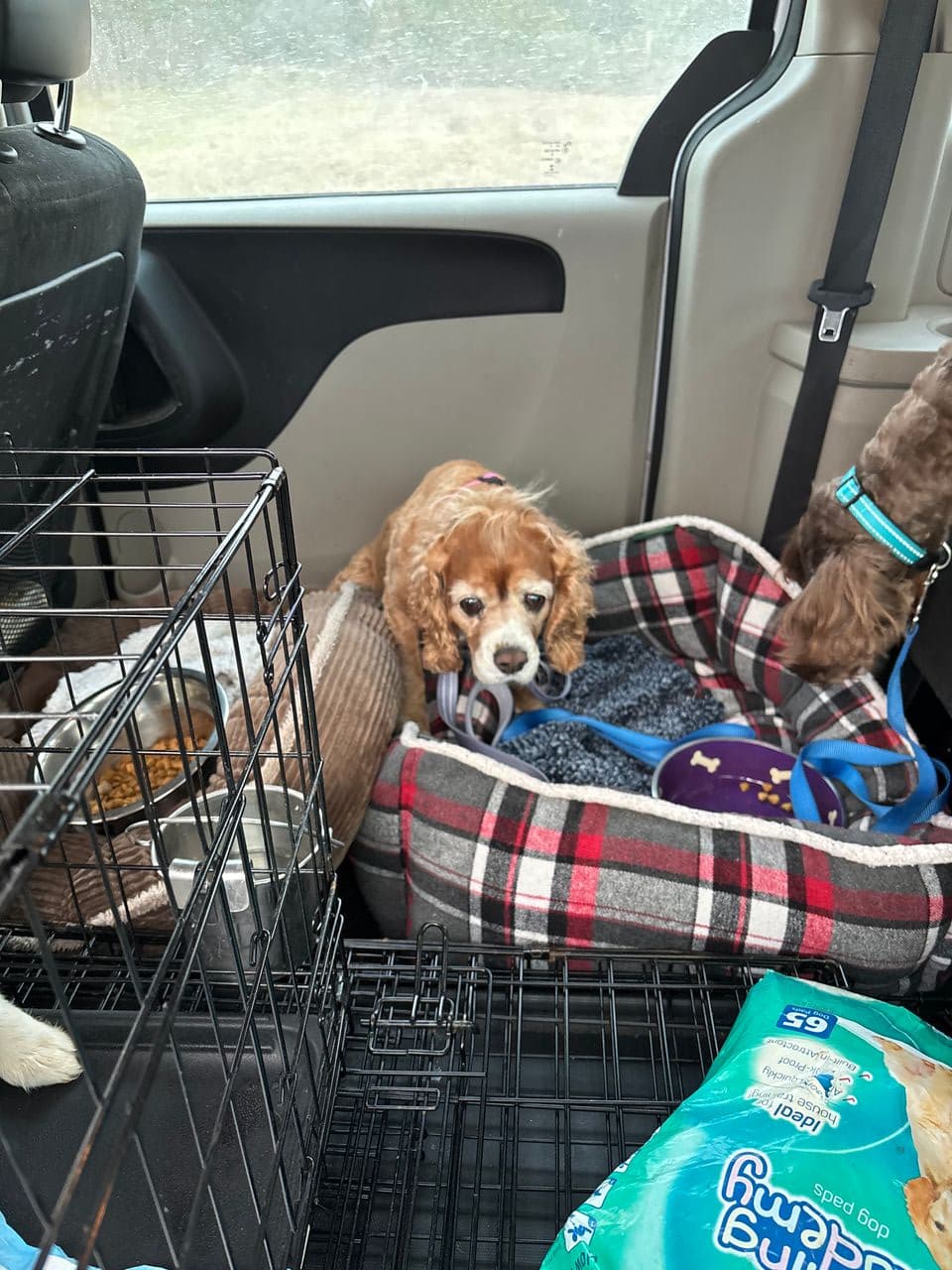 Pet travel photo 4