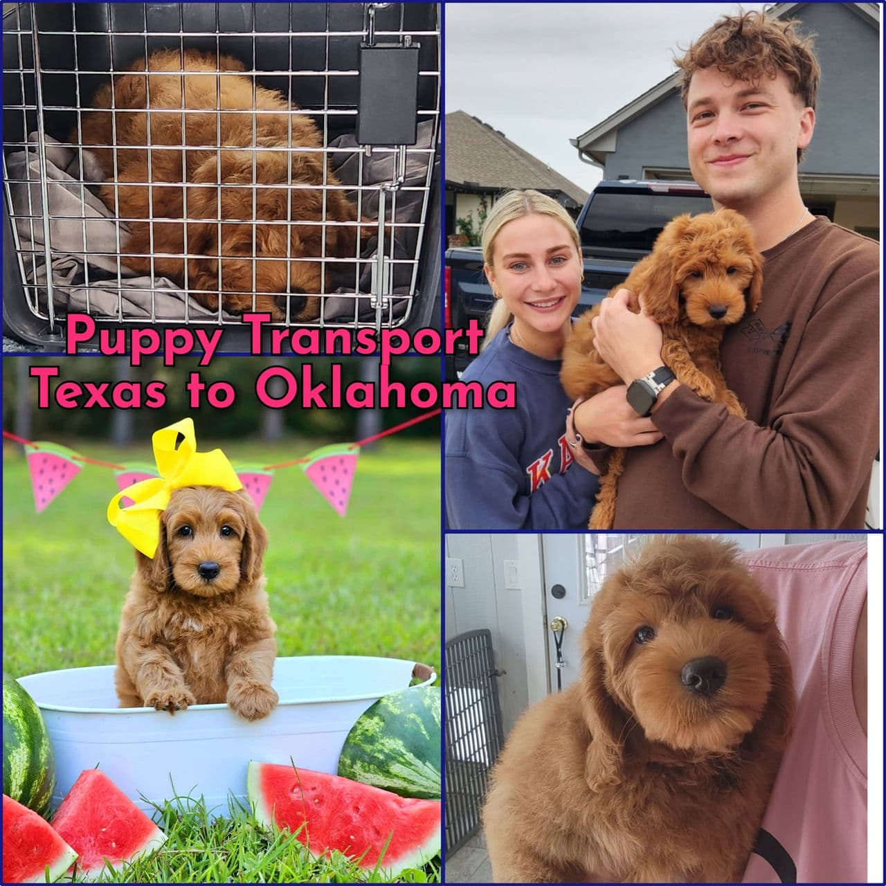 Pet travel photo 2