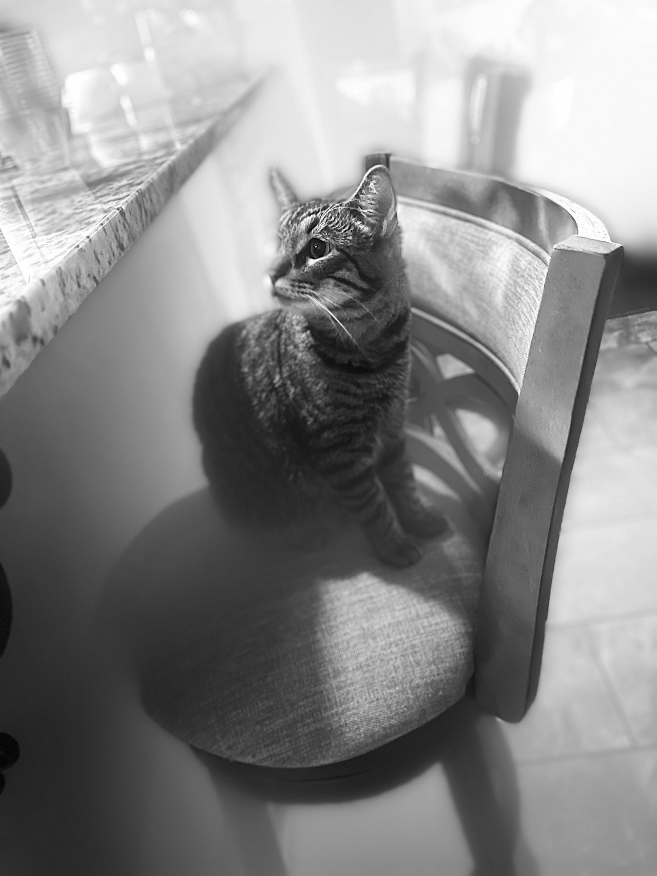 Pet travel photo 5