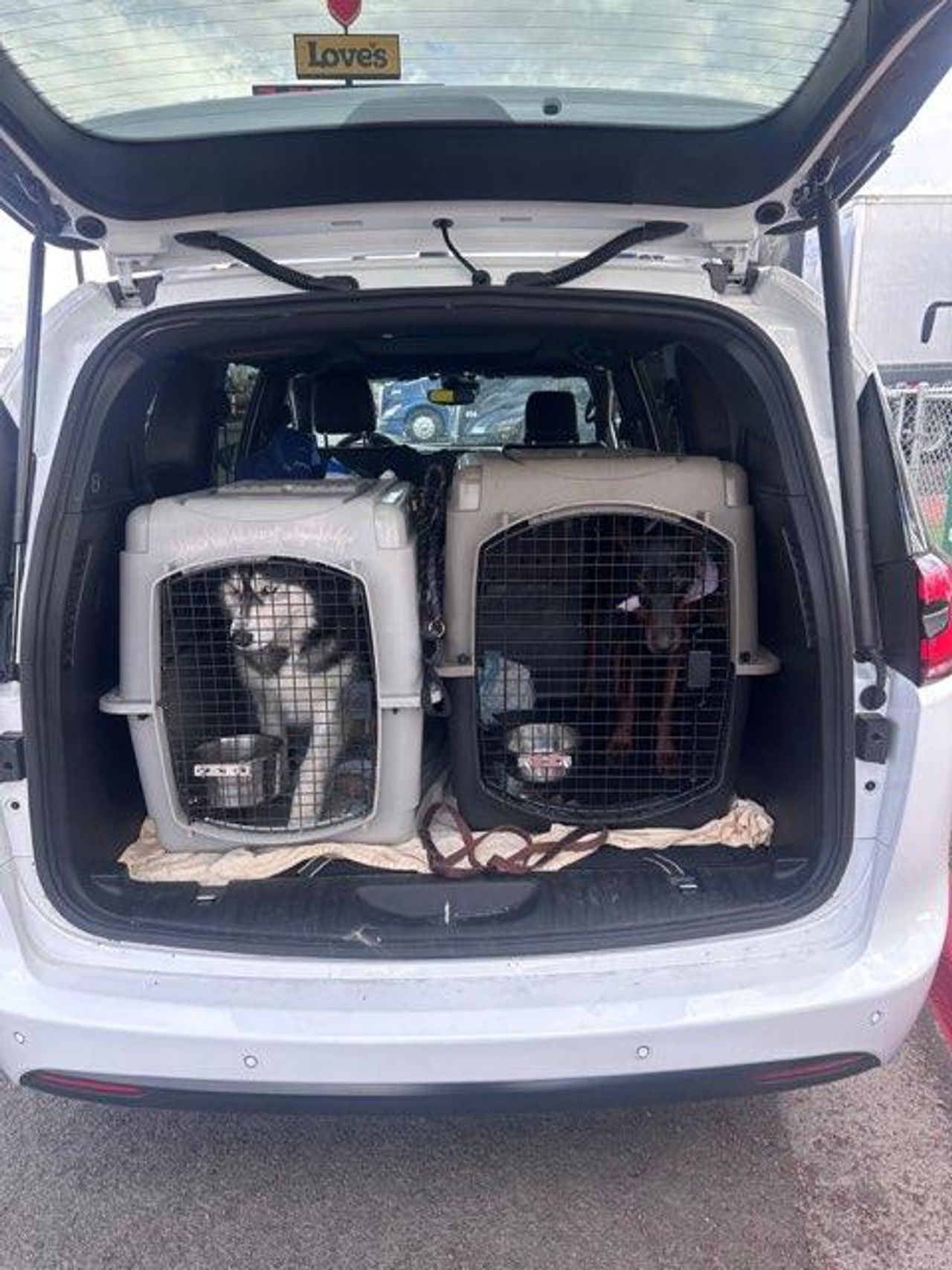 Pet travel photo 6