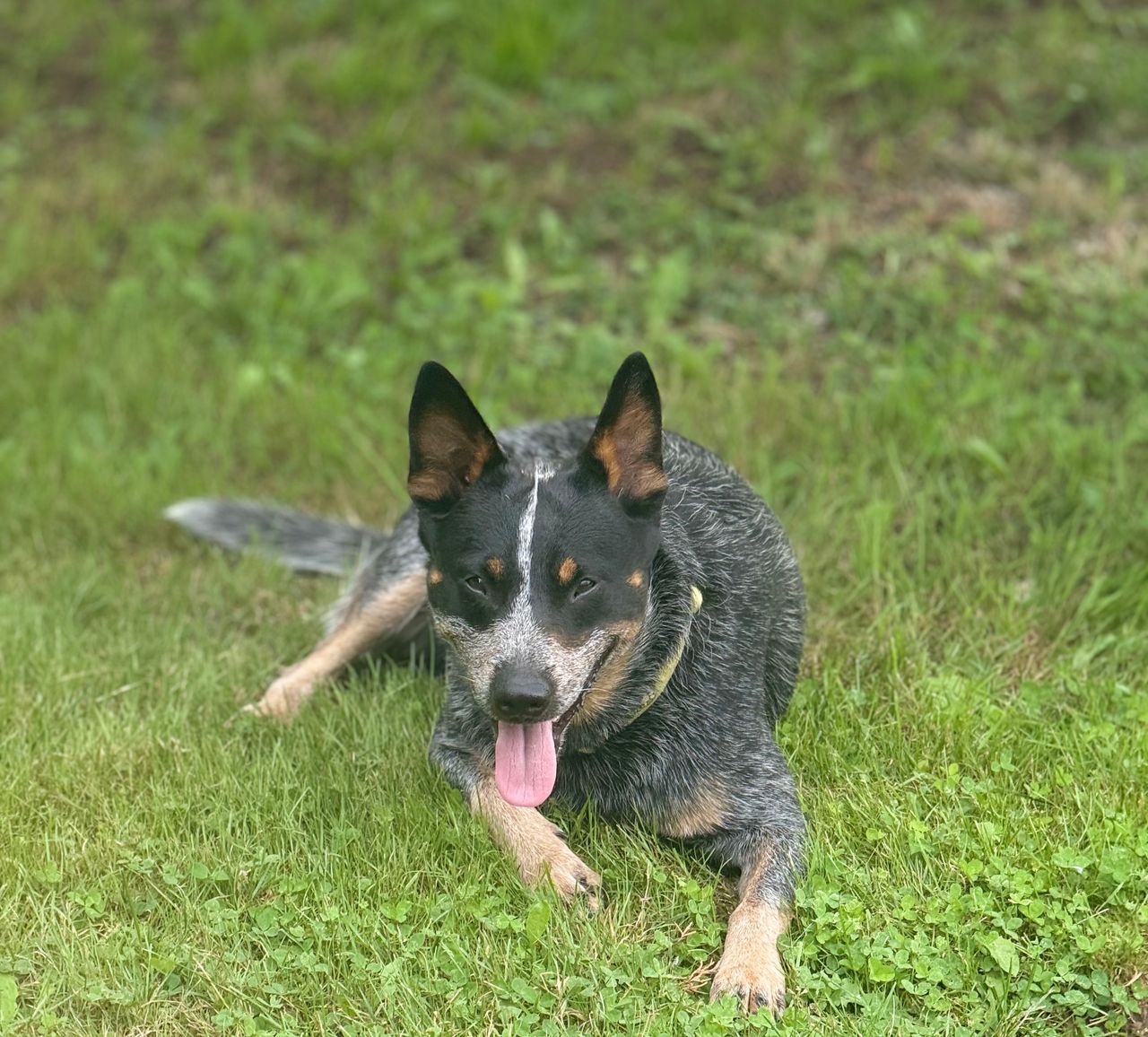Pet travel photo 4