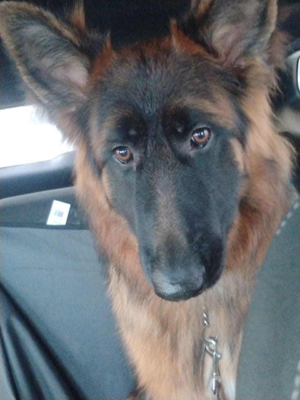 Pet travel photo 5
