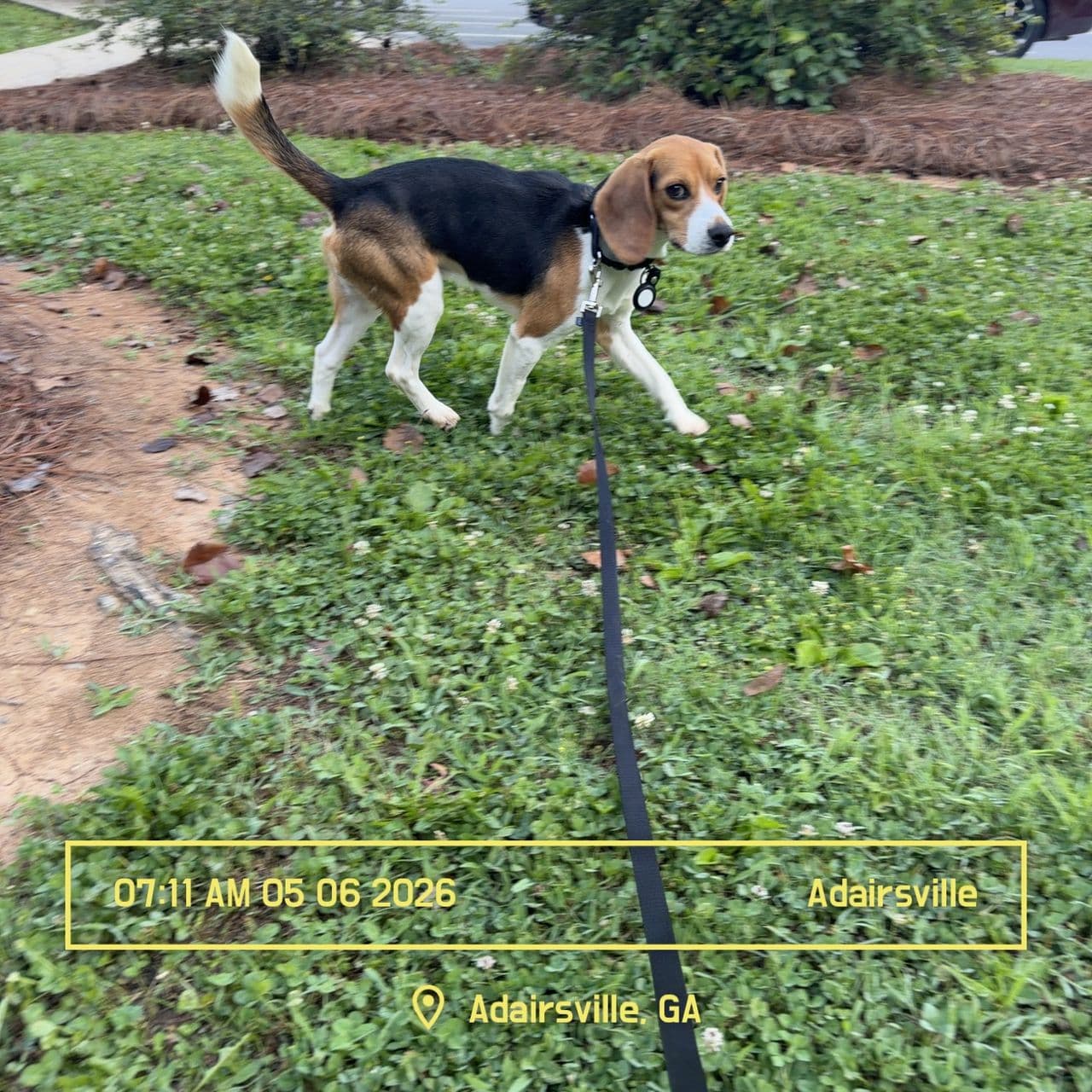 Pet travel photo 2