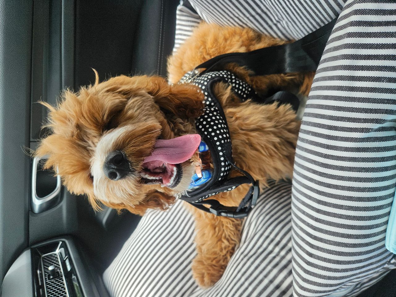 Pet travel photo 3