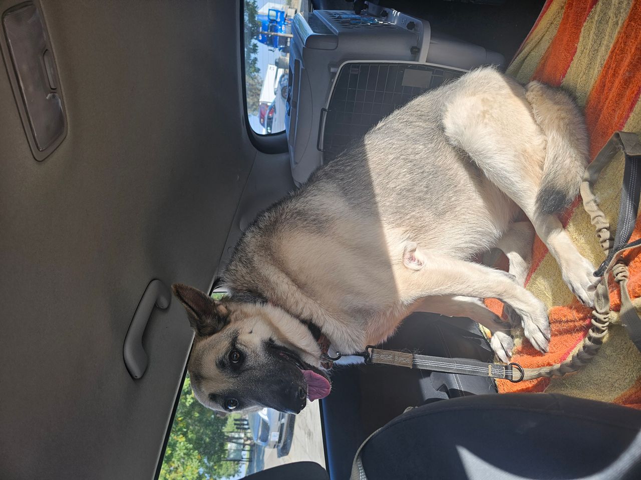 Pet travel photo 6