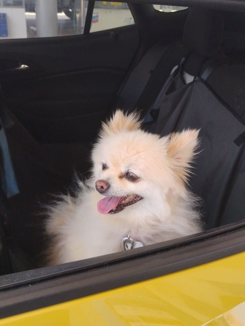 Pet travel photo 4