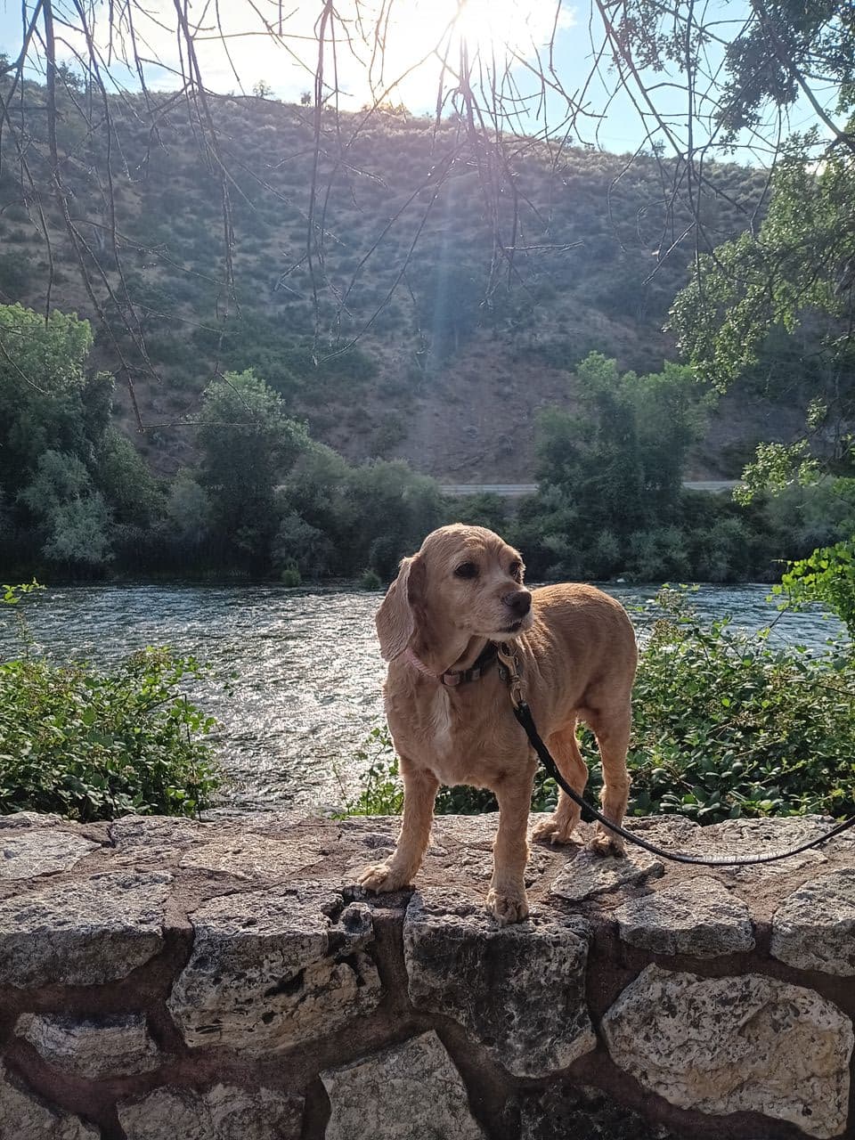 Pet travel photo 2