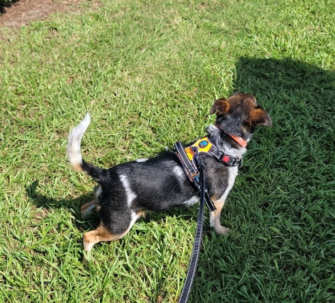 Pet travel photo 4