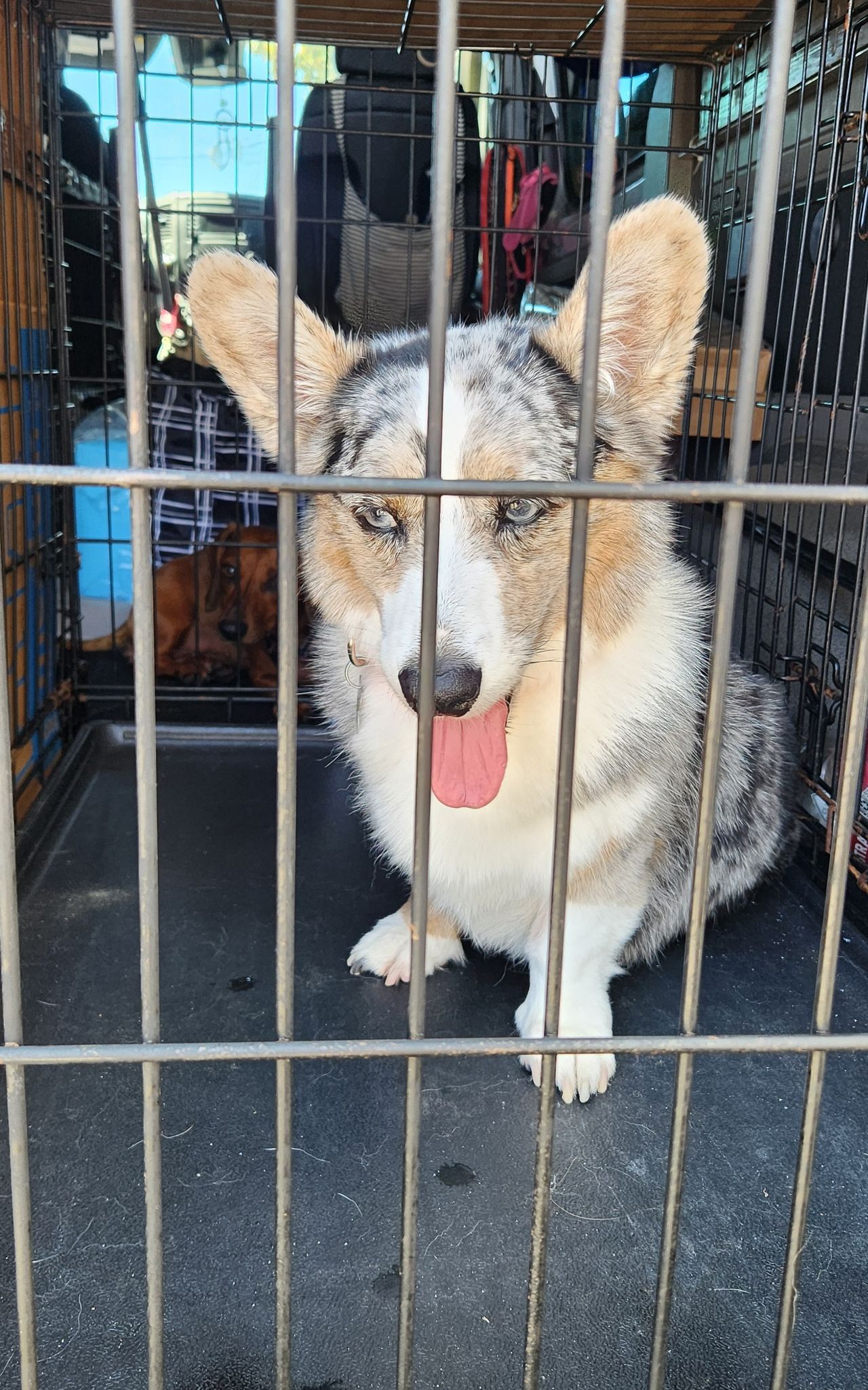 Pet travel photo 2