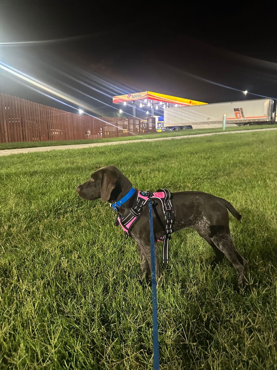 Pet travel photo 6