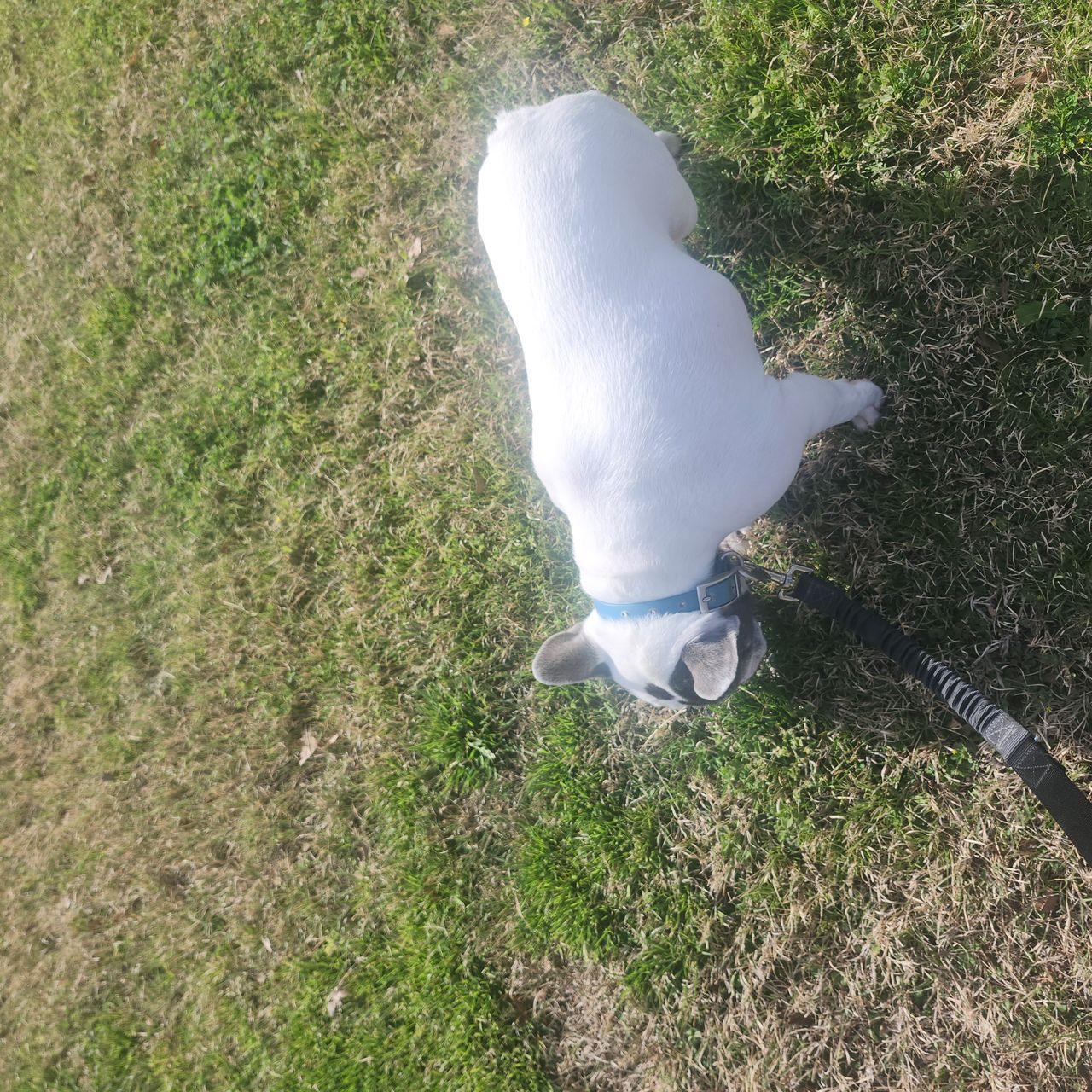 Pet travel photo 5