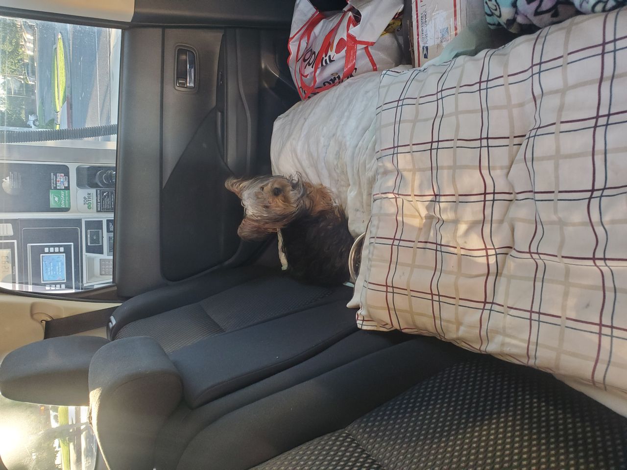 Pet travel photo 5