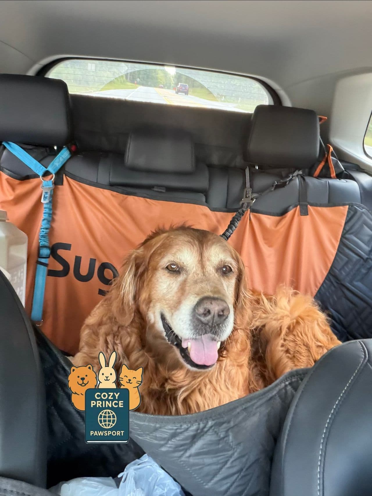 Pet travel photo 1