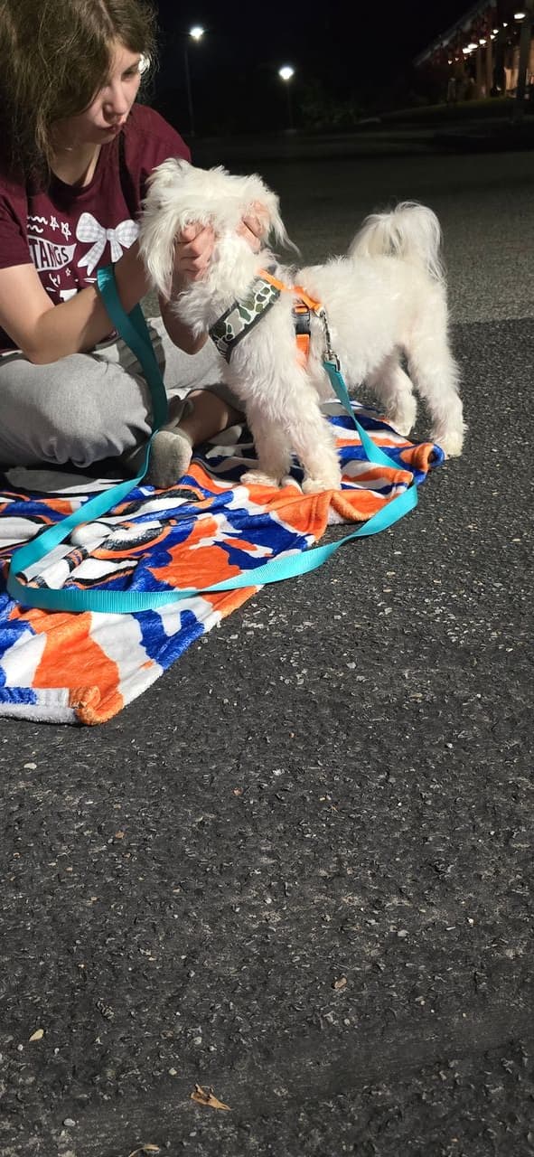Pet travel photo 1