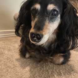 Dachshund named Quincy