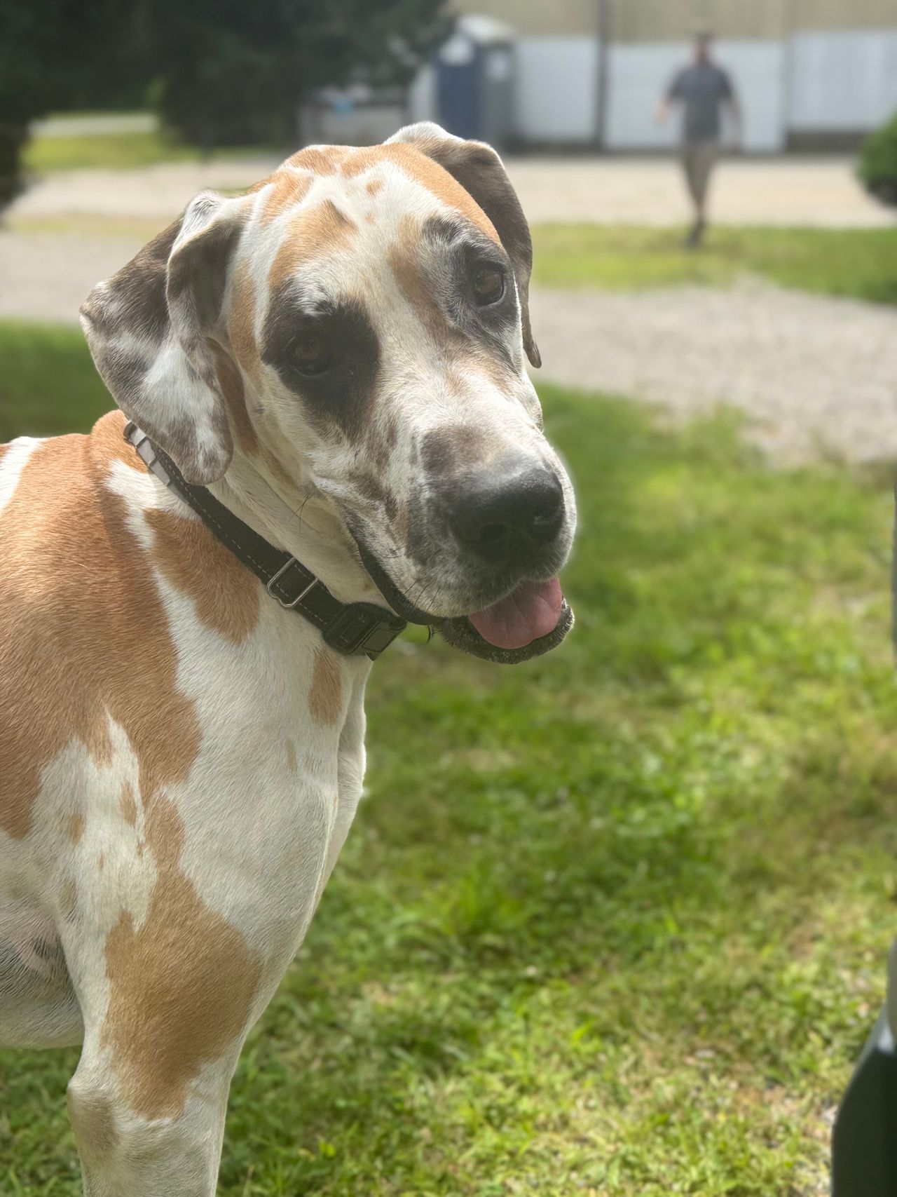 Pet travel photo 5