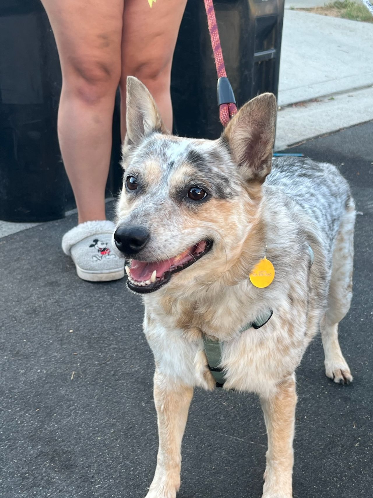 Pet travel photo 4