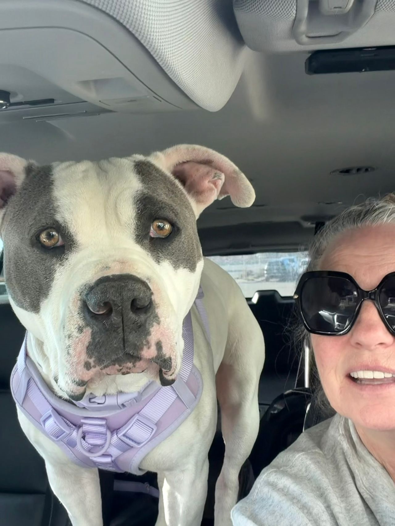 Pet travel photo 3