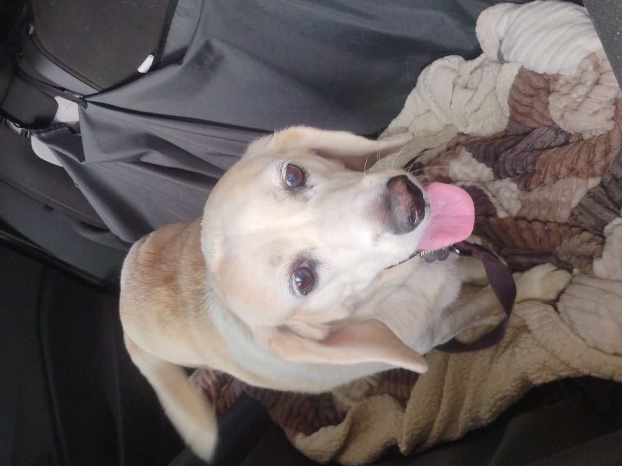 Pet travel photo 6