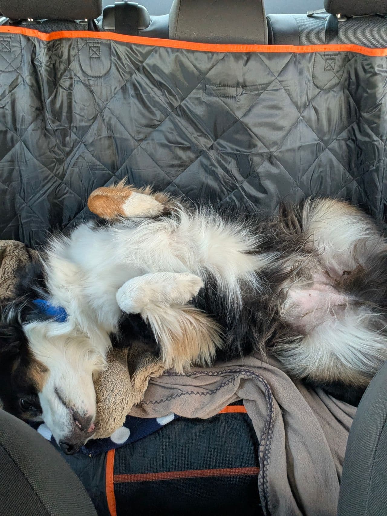 Pet travel photo 6