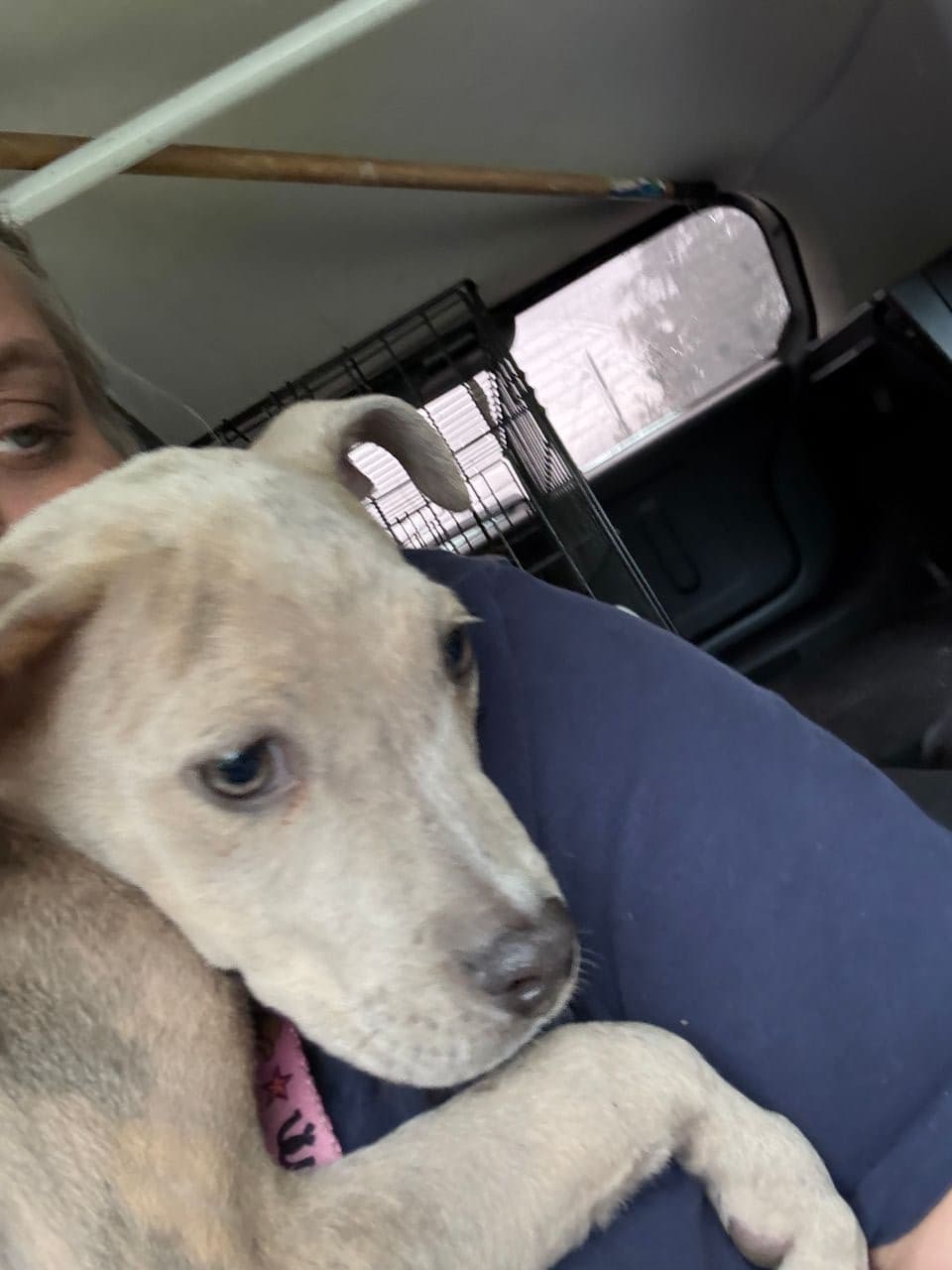 Pet travel photo 3