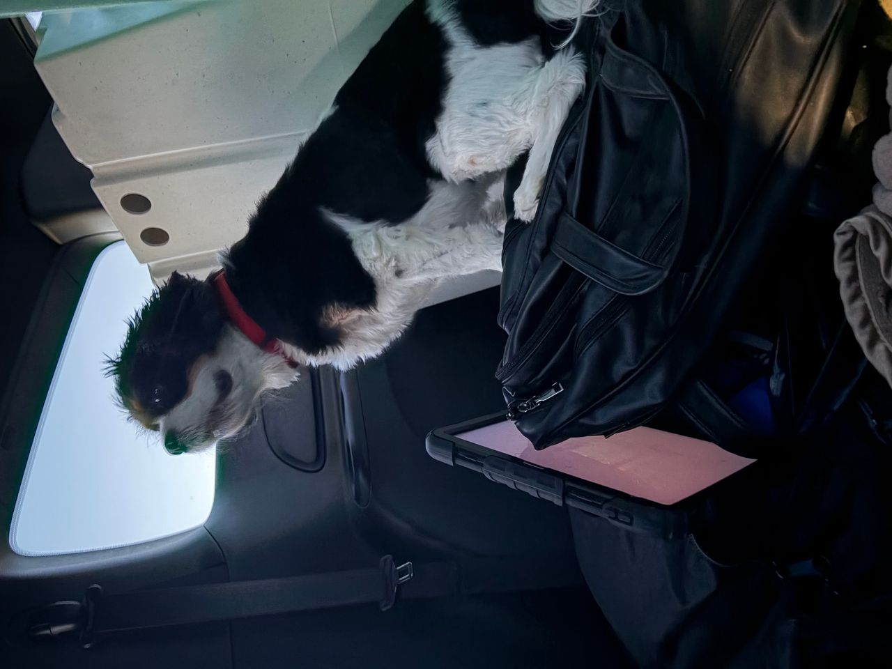 Pet travel photo 5