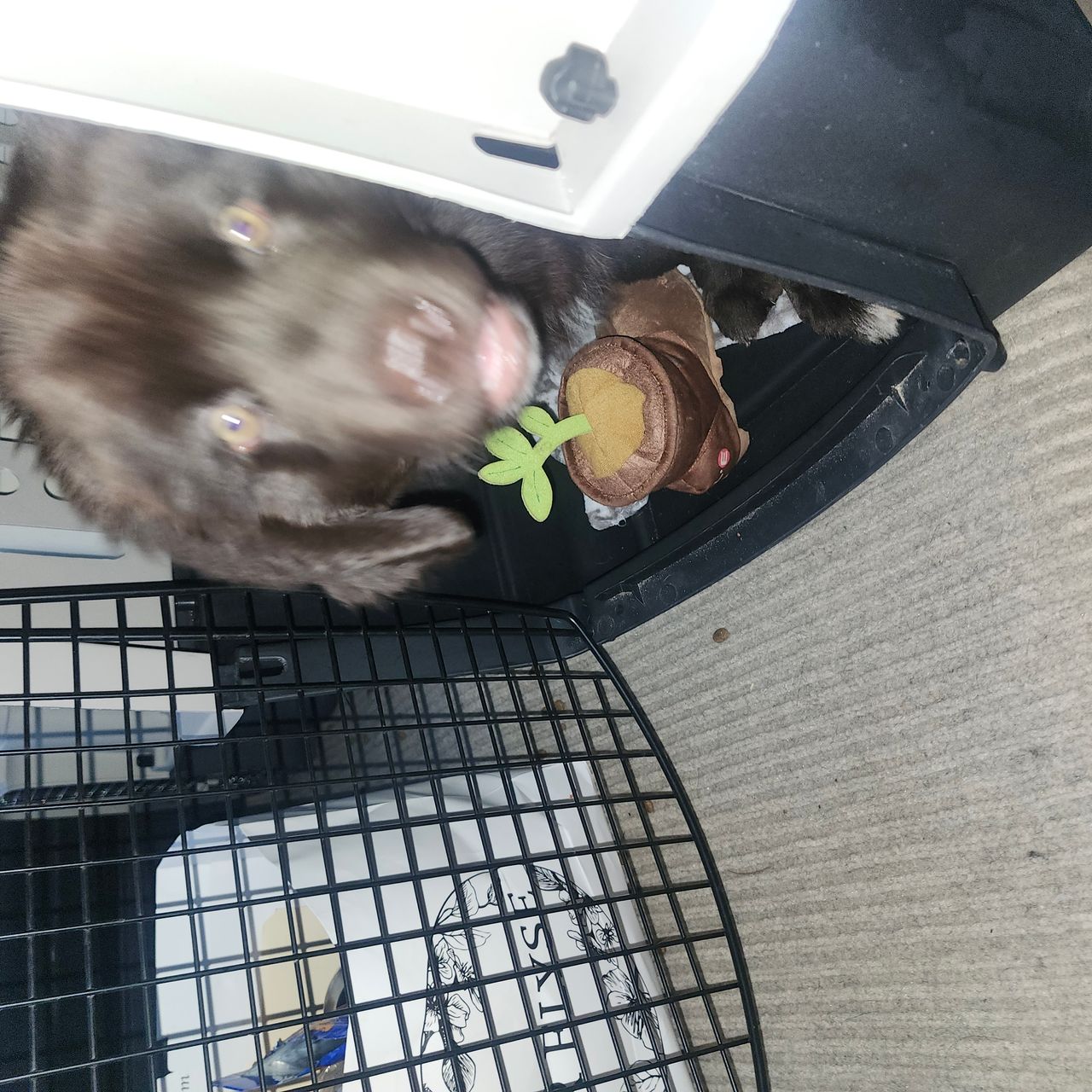 Pet travel photo 6
