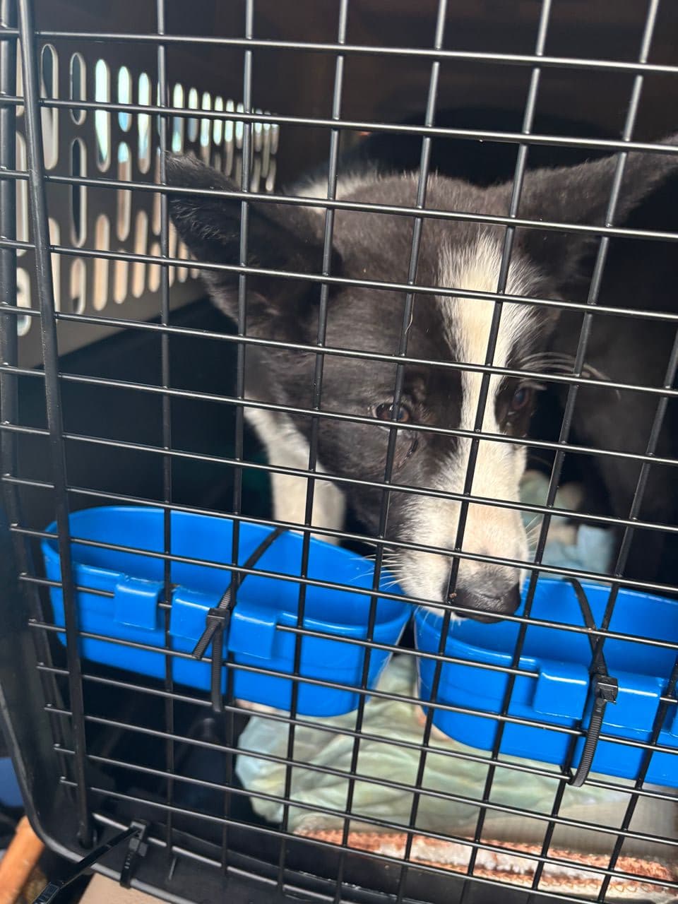 Pet travel photo 2