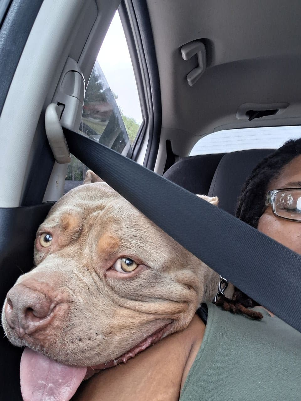 Pet travel photo 4
