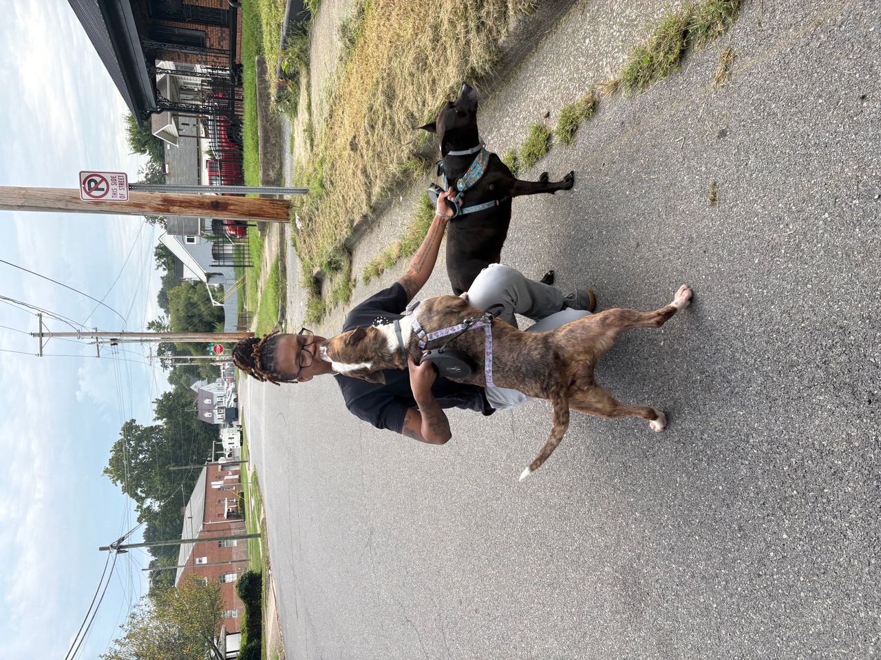 Pet travel photo 2