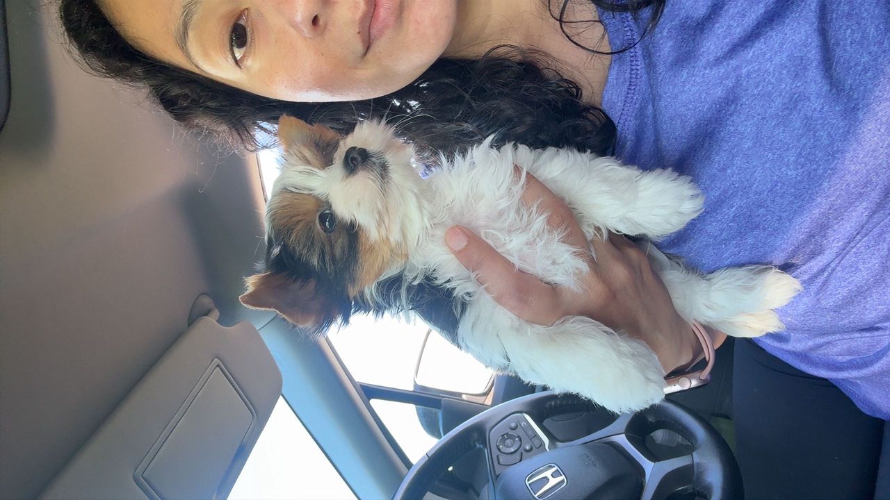 Pet travel photo 3