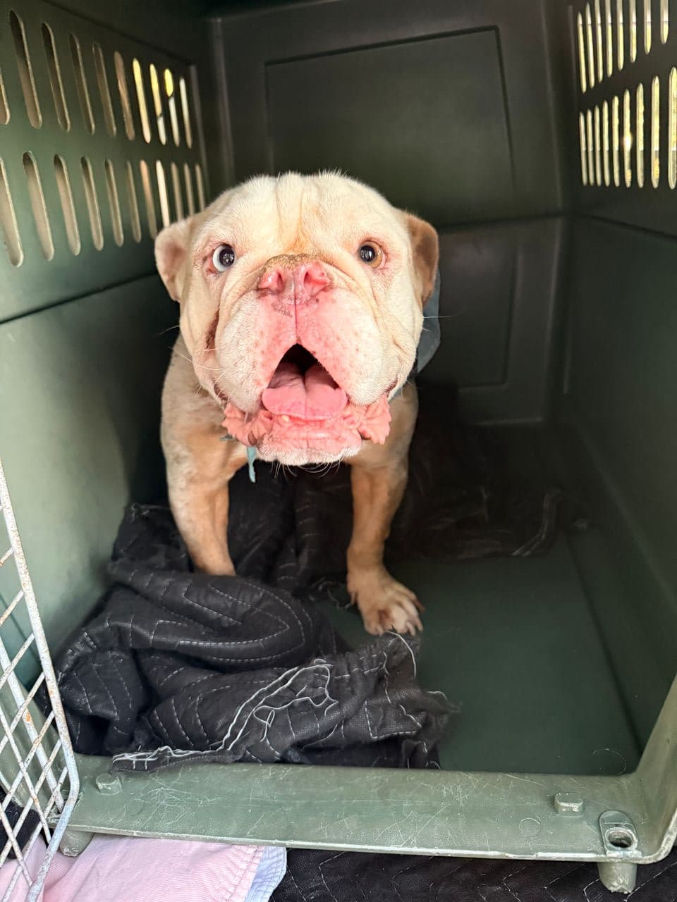 Pet travel photo 2