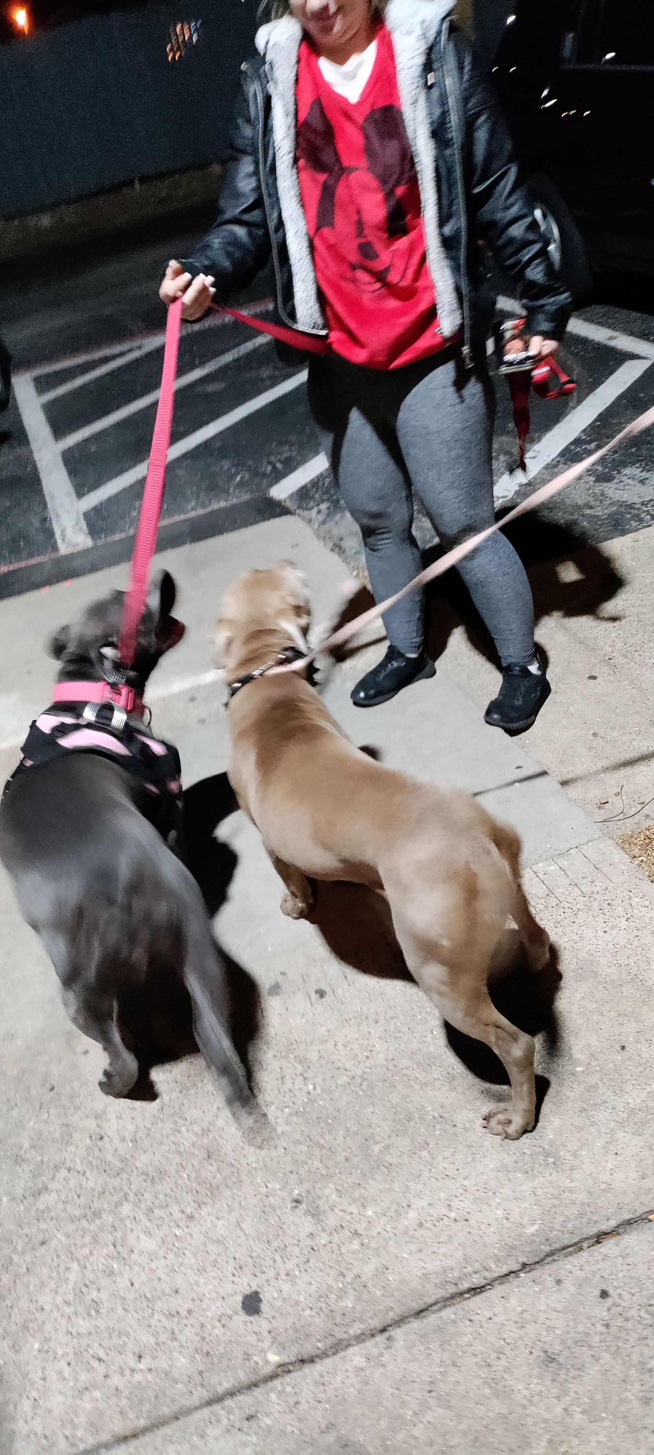Pet travel photo 1