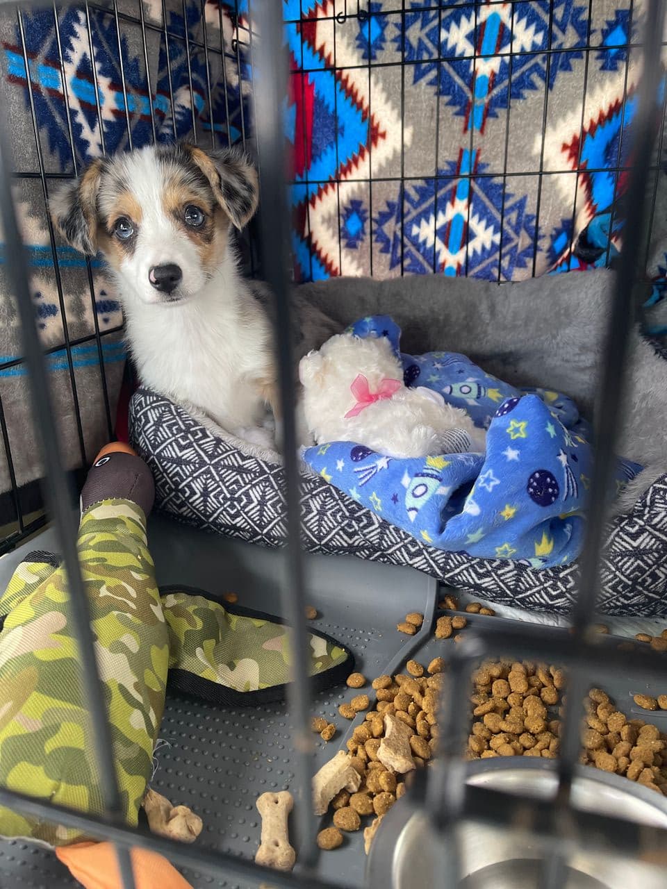 Pet travel photo 6