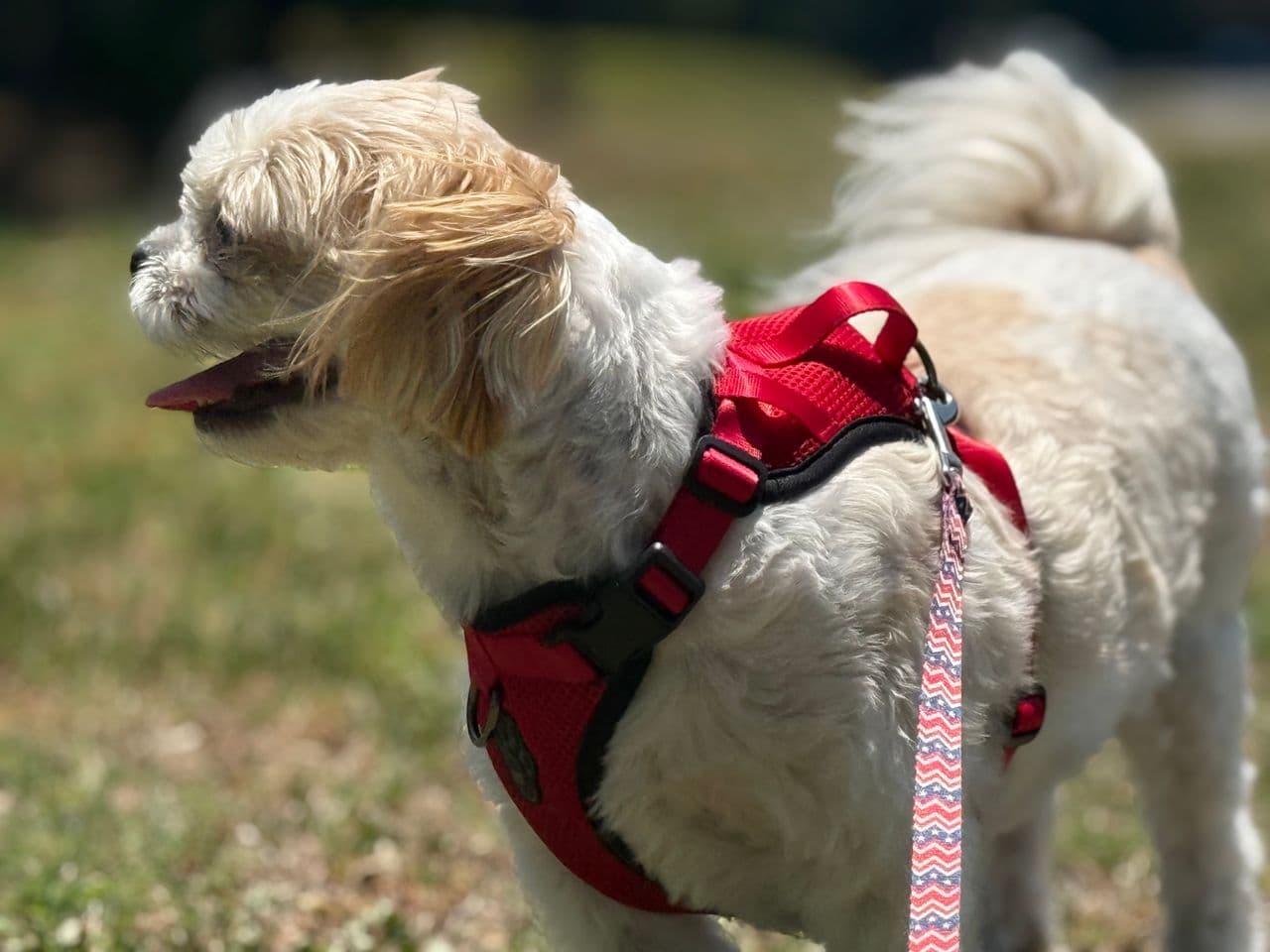 Pet travel photo 2