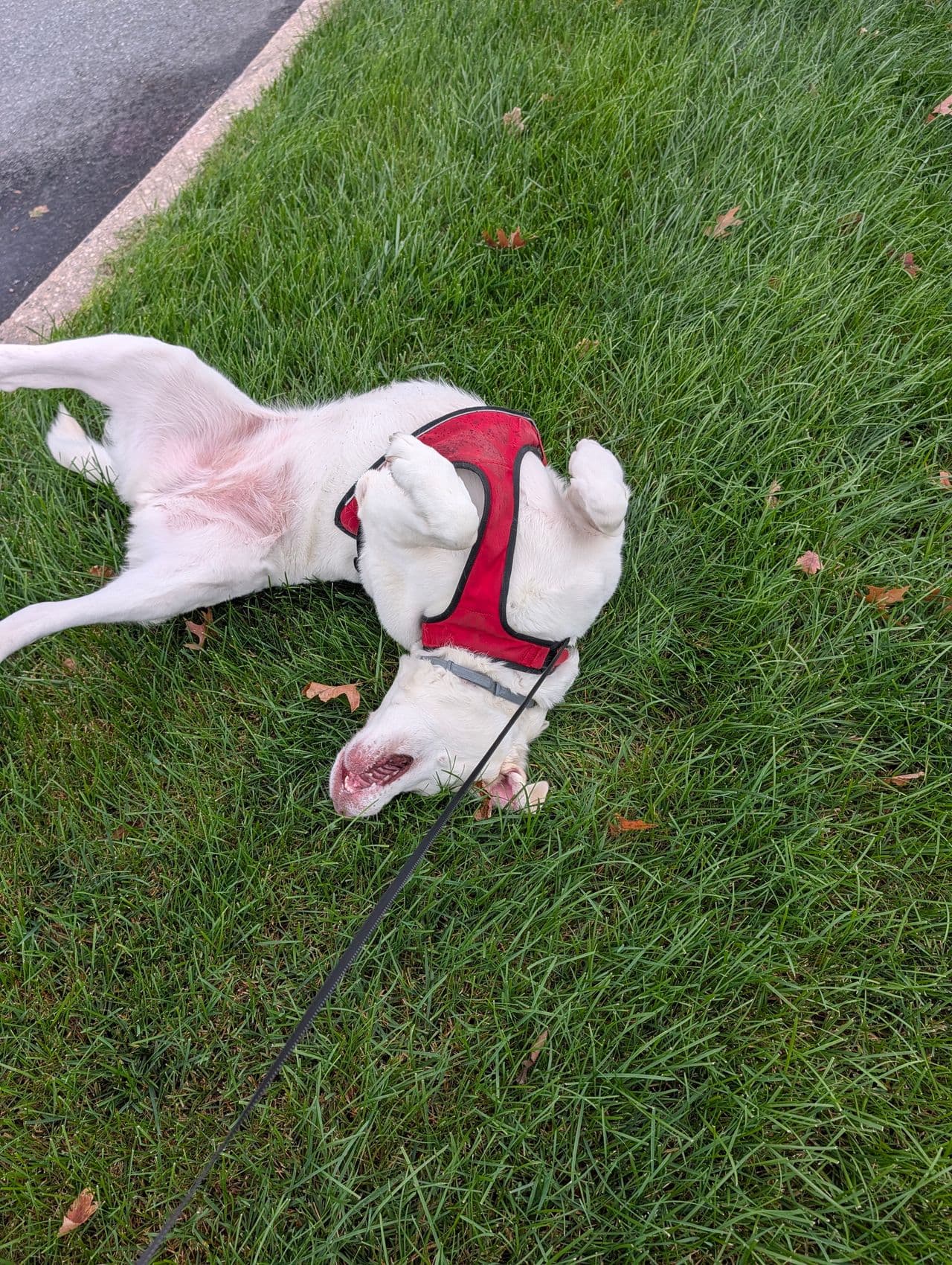 Pet travel photo 4
