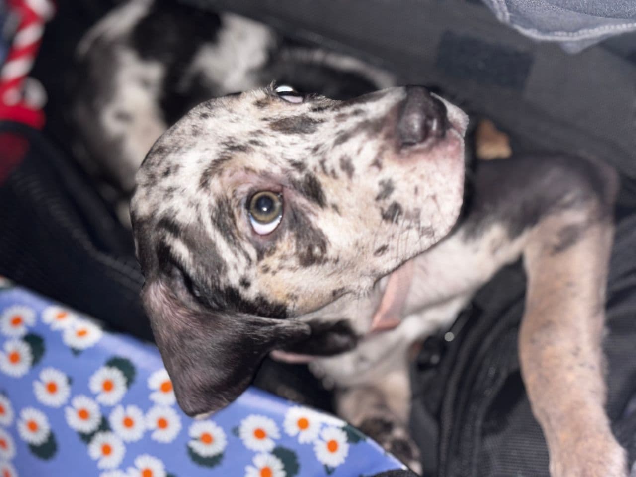 Pet travel photo 4