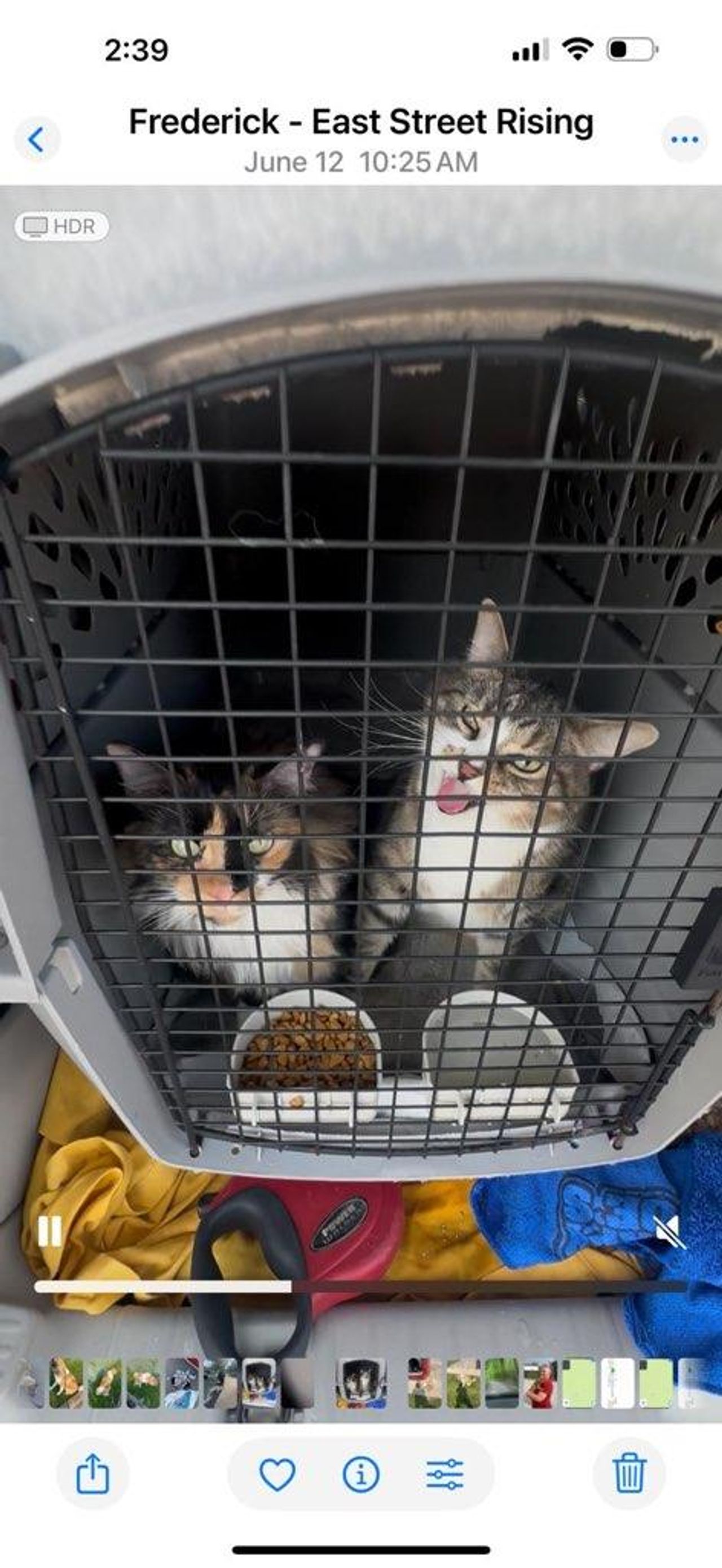 Pet travel photo 1