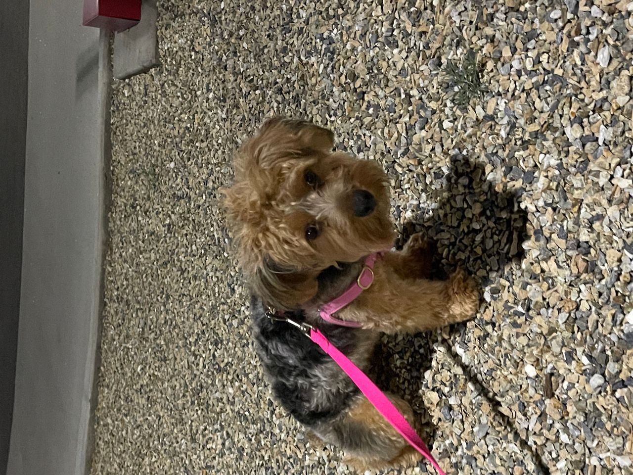 Pet travel photo 3