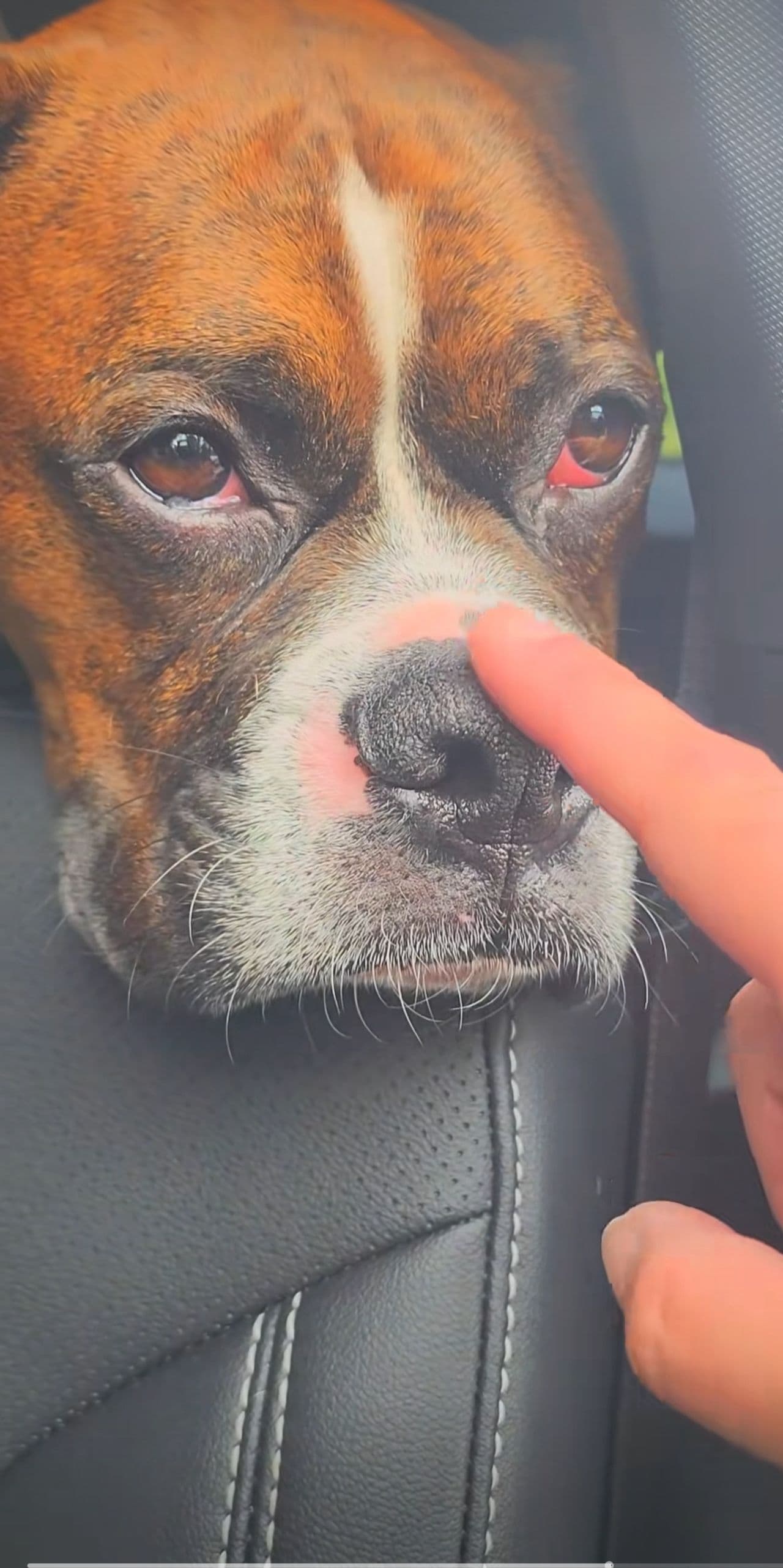 Pet travel photo 5