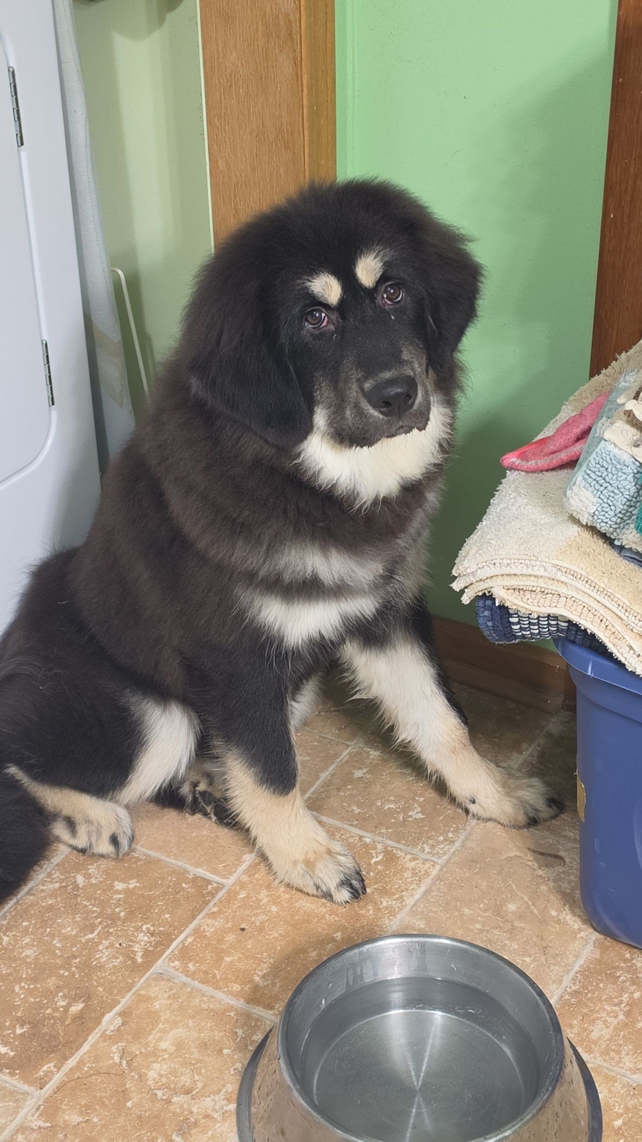 Pet travel photo 2