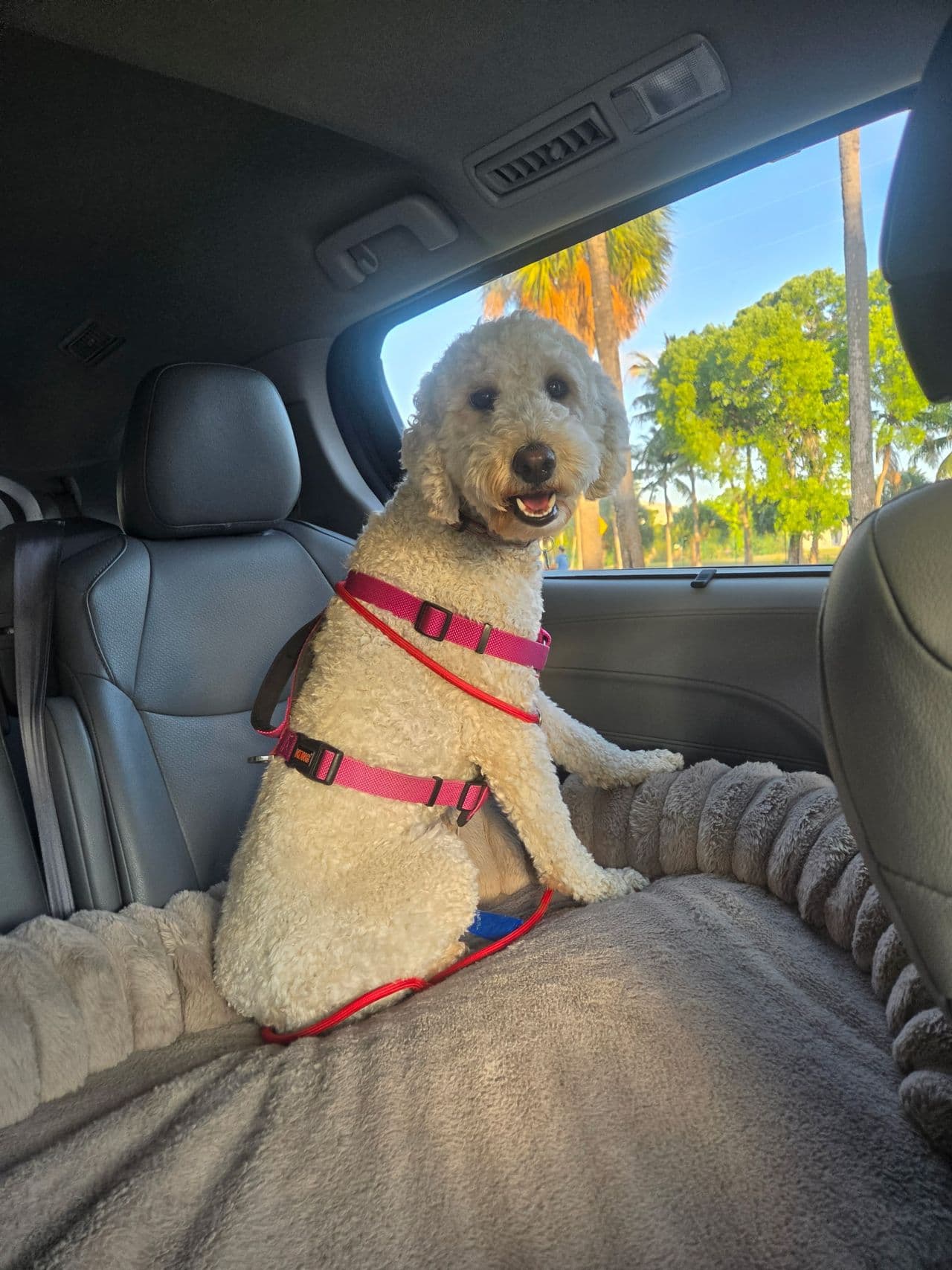 Pet travel photo 5