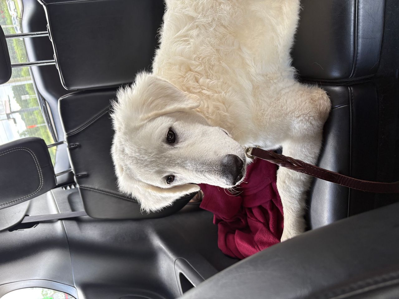 Pet travel photo 1