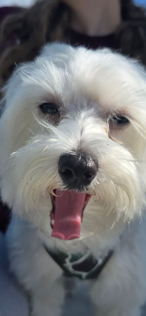 Pet travel photo 4