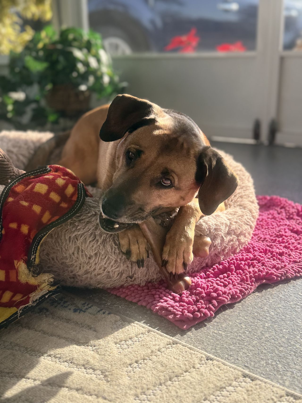 Pet travel photo 2