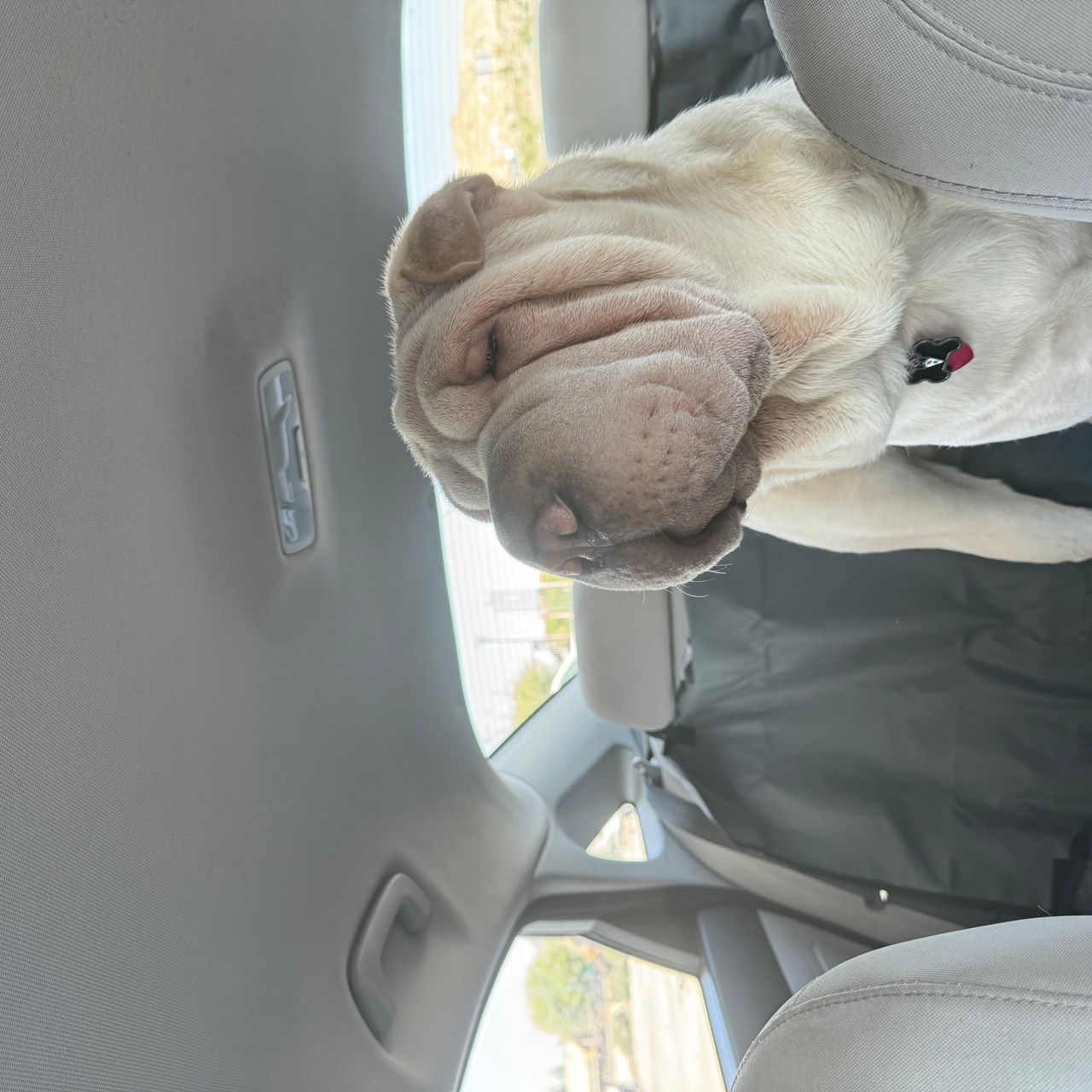 Pet travel photo 5